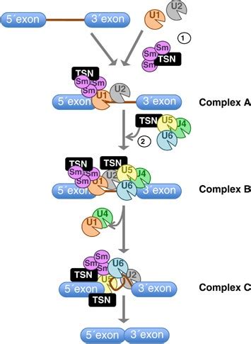 Tudor staphylococcal nuclease: biochemistry and functions